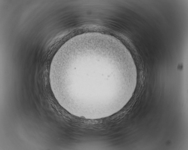 X0000115081111200912081205