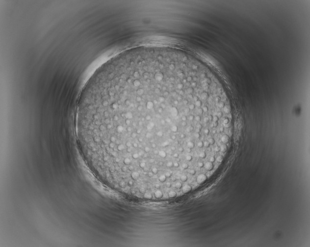 X0000115081130200912081205