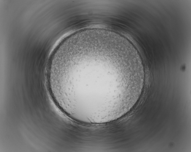 X0000115081139200912081205