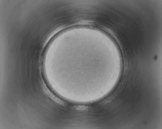 X0000115081235200912081204