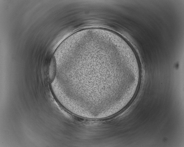 X0000115081385200912081201