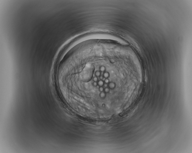 X0000115090388200911241218