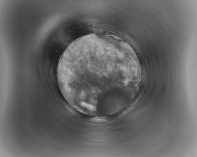 X0000115090477200911241217