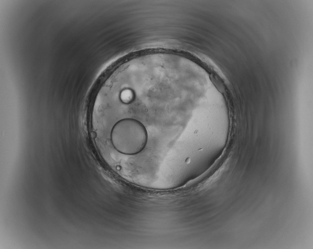 X0000115090830200911241211