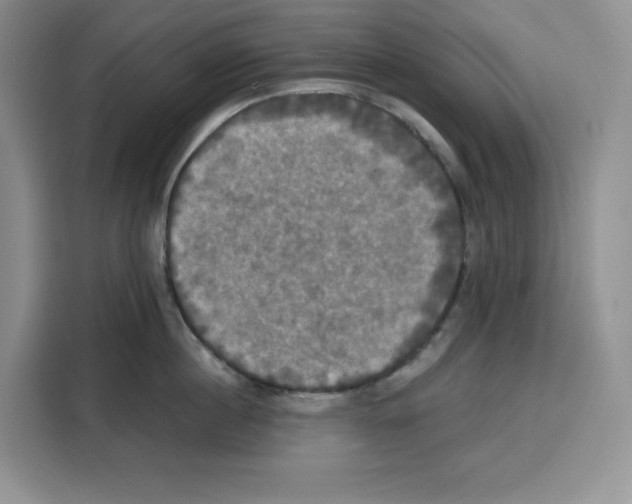 X0000115090860200911241212