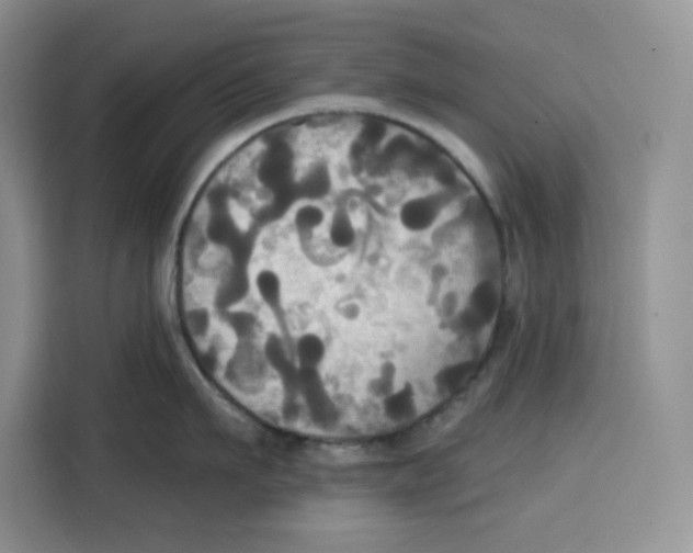 X0000115090911200911241211