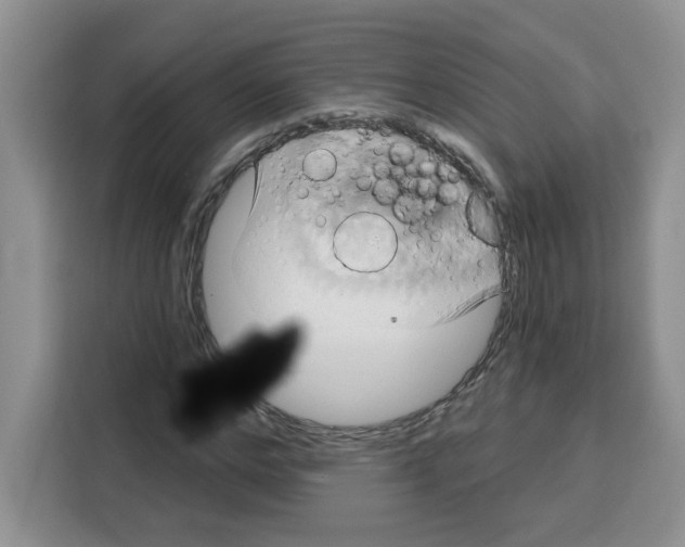 X0000115090968200911241210