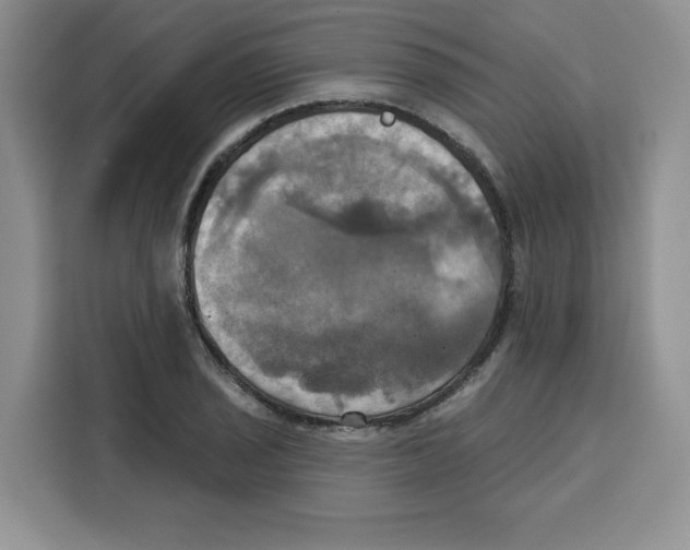 X0000115091029200911241209