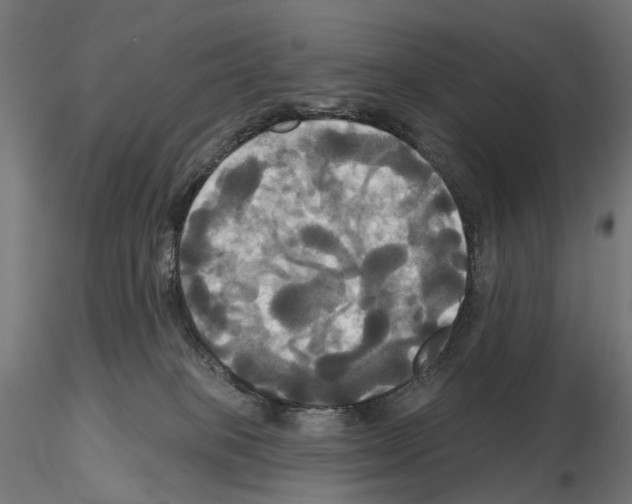 X0000115090085200912081245