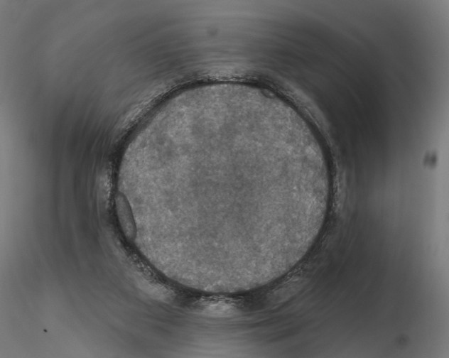 X0000115090113200912081244