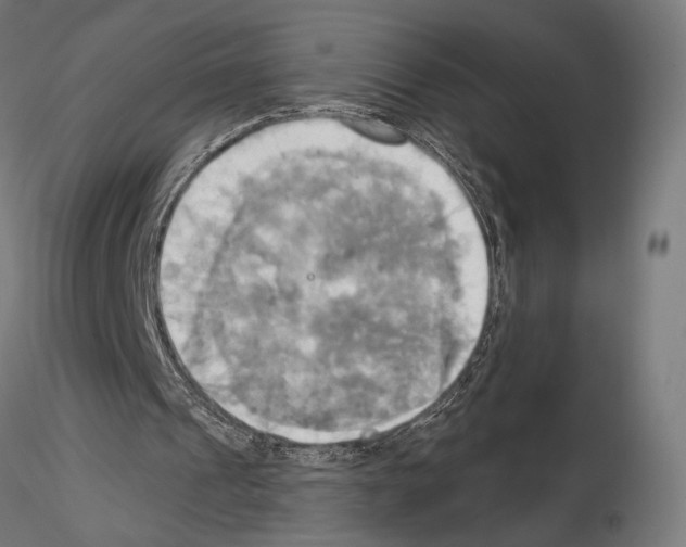 X0000115090241200912081241
