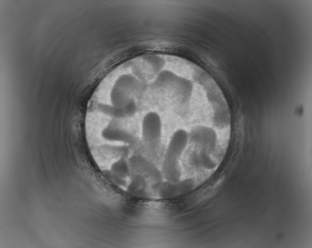 X0000115090265200912081242