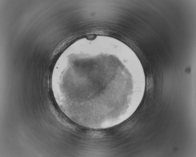 X0000115090349200912081240