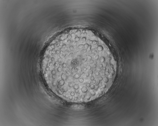 X0000115090354200912081240