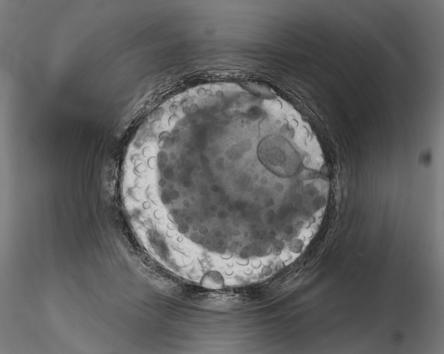 X0000115090458200912081239