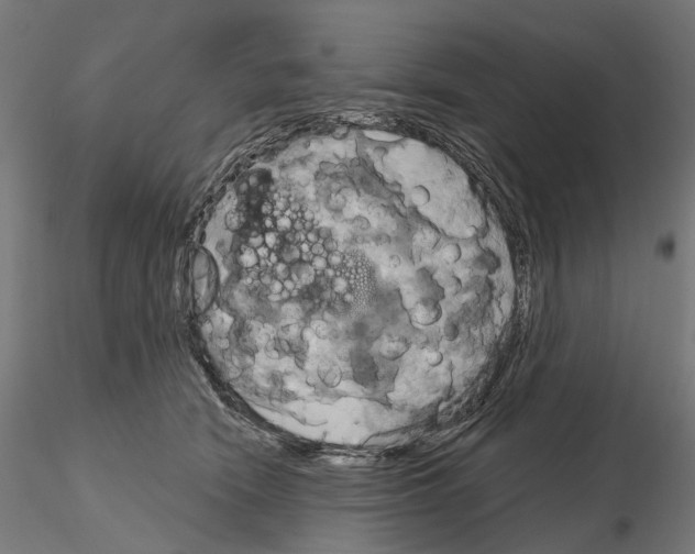 X0000115090466200912081239