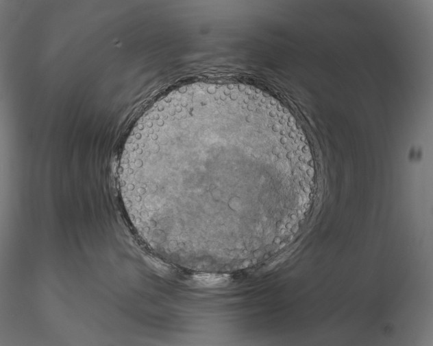 X0000115090480200912081239