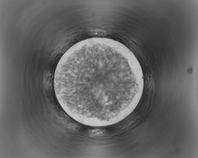 X0000115090511200912081238