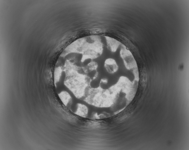 X0000115090523200912081238
