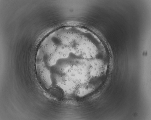 X0000115090529200912081237
