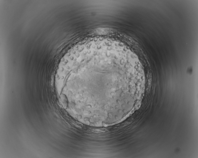 X0000115090555200912081237