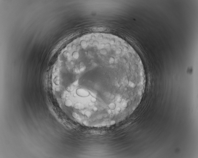 X0000115090626200912081235