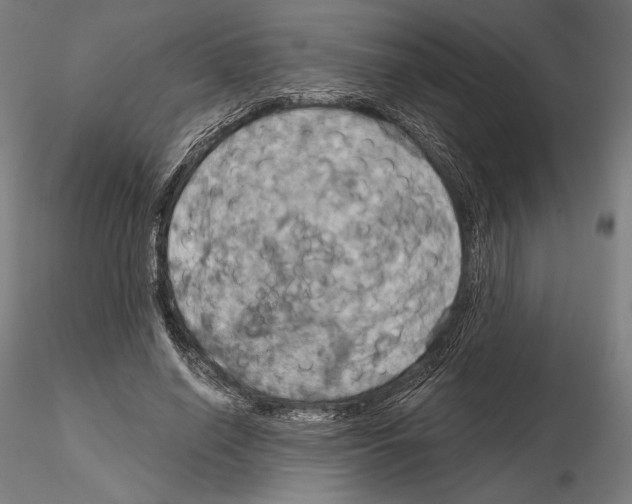 X0000115090638200912081236