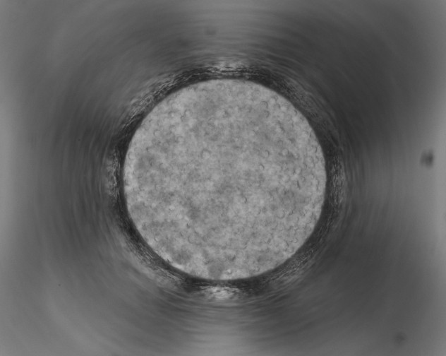 X0000115090654200912081236