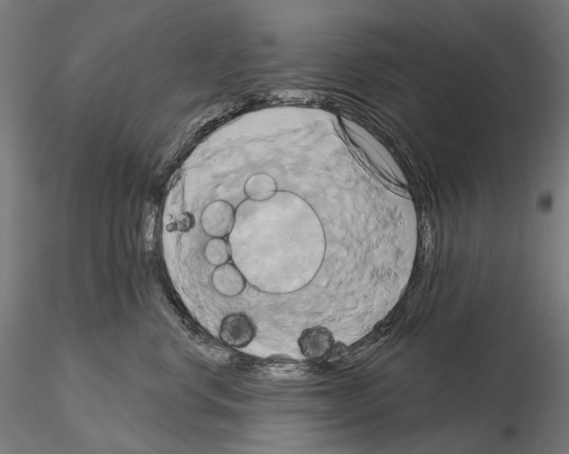 X0000115090668200912081236