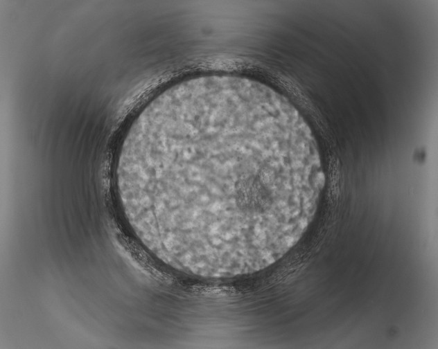 X0000115090683200912081235