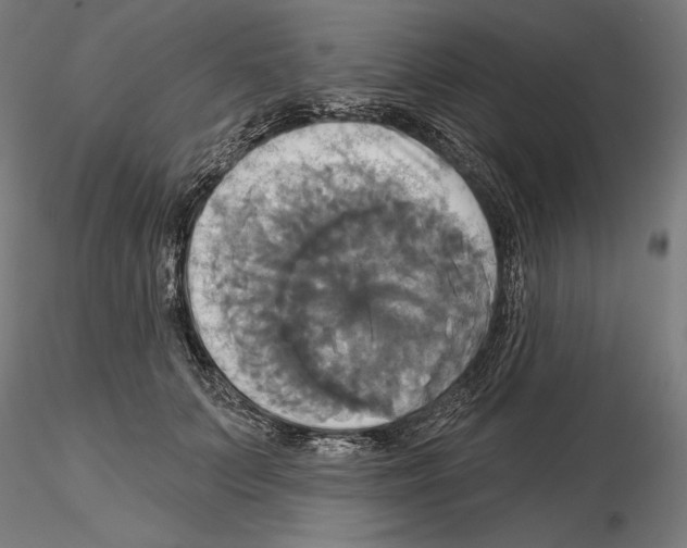 X0000115090703200912081235