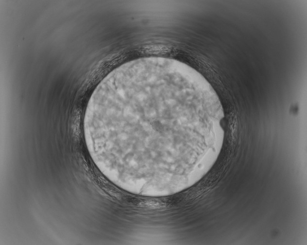 X0000115090745200912081234