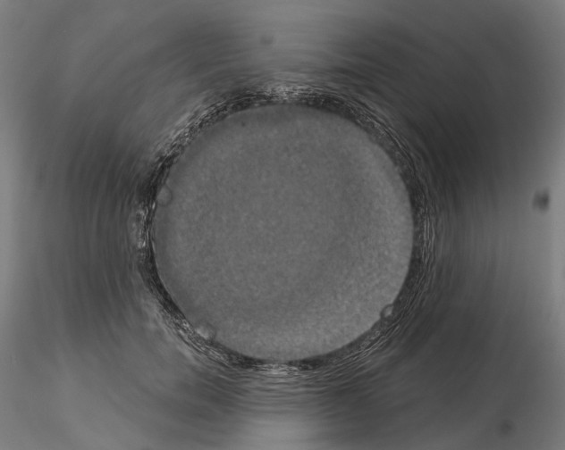 X0000115090750200912081234