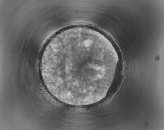 X0000115090783200912081233