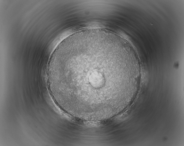 X0000115090810200912081233