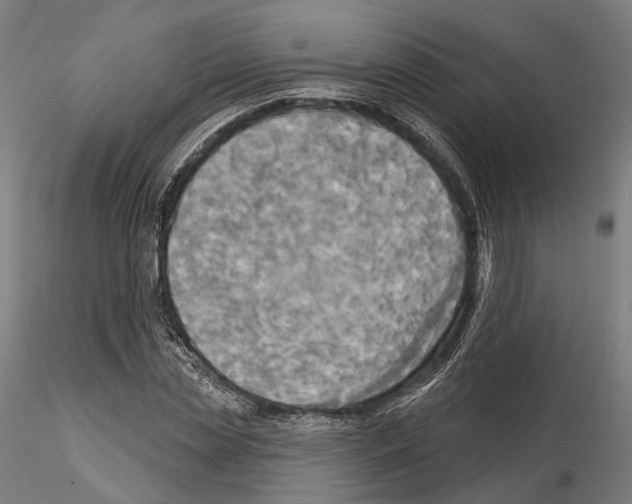 X0000115090829200912081233