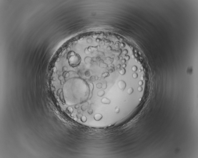 X0000115090830200912081233