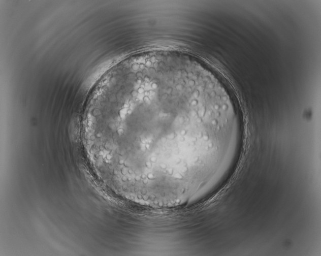 X0000115090834200912081233
