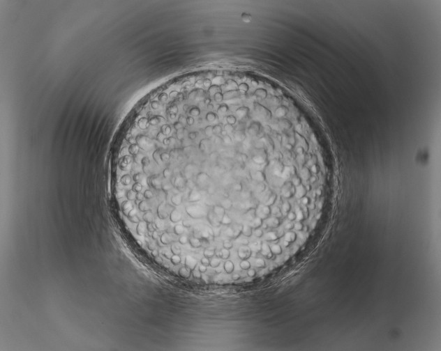 X0000115090838200912081233