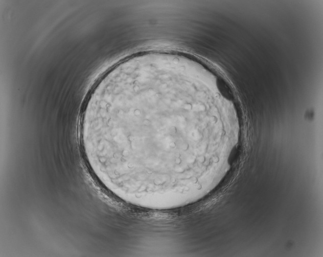 X0000115090839200912081233