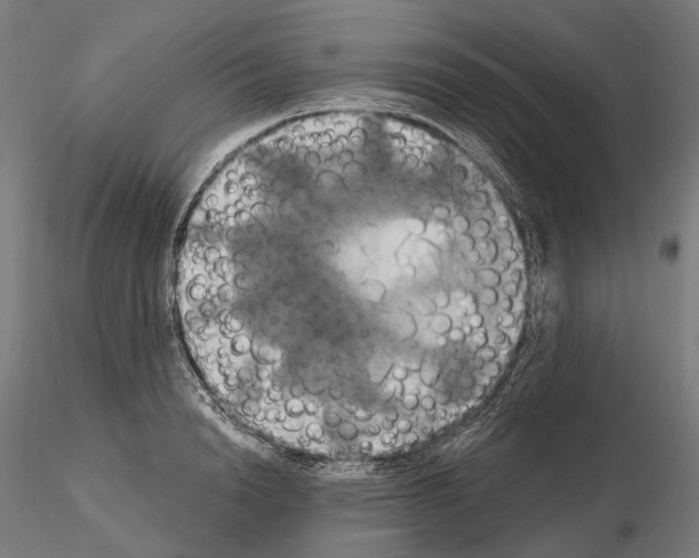 X0000115090846200912081233