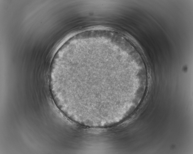 X0000115090860200912081233