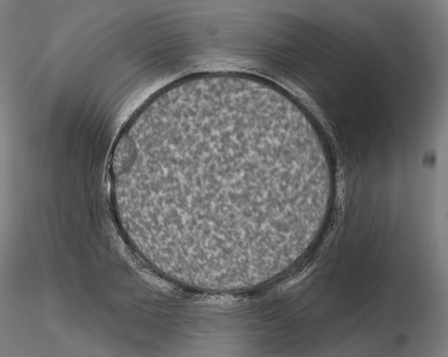 X0000115090885200912081232