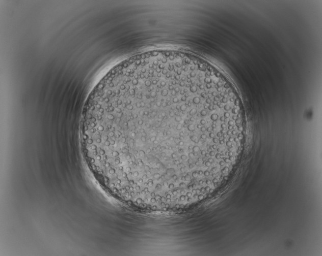 X0000115090906200912081232