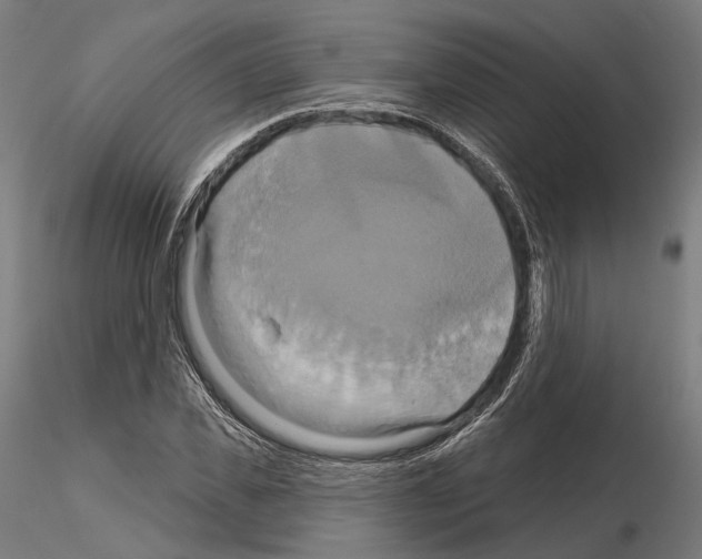 X0000115090925200912081231