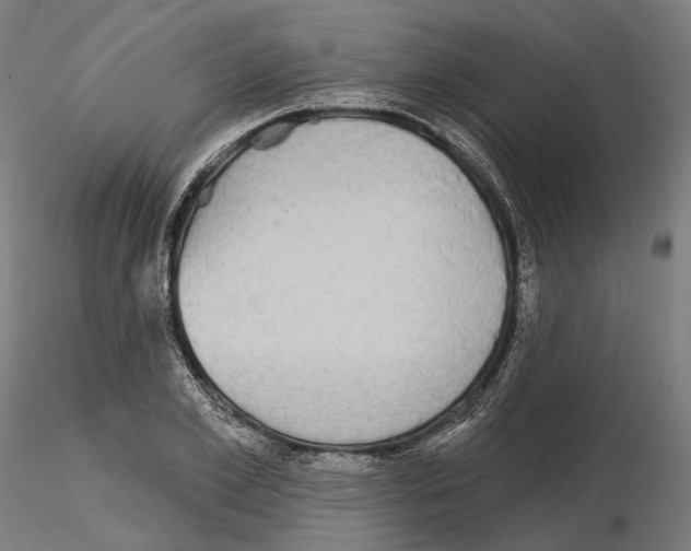 X0000115090981200912081231