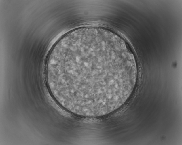 X0000115091091200912081229