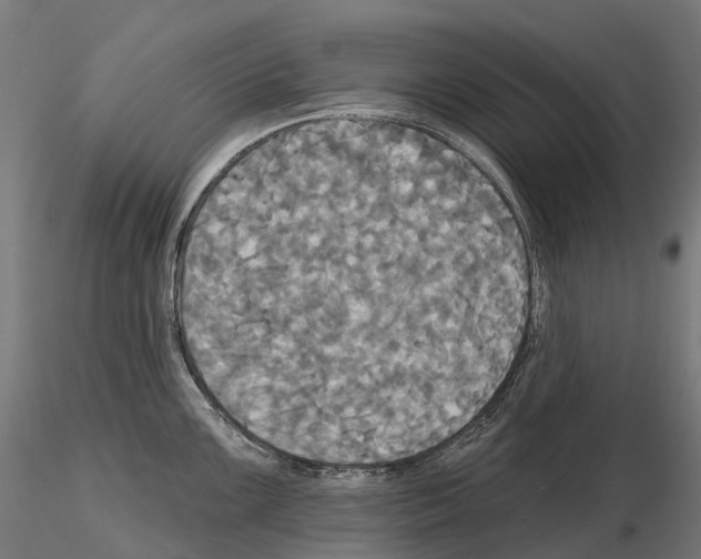 X0000115091099200912081229