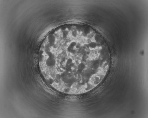 X0000115091355200912081225