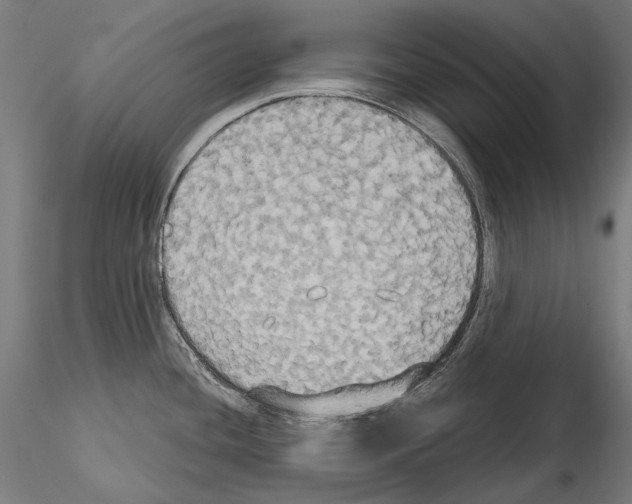 X0000115091436200912081224